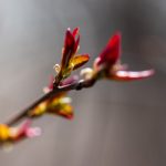 泥に酔った鲋:自然与生命的奇妙交织 hb5o2