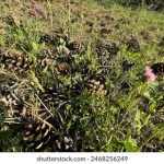 畅游歪歪韩漫sss首页,尽享精彩漫画世界 spjgwd6